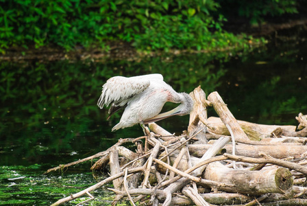 达尔马提亚电影Pelecanus crispus