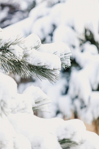 雪躺在松树树枝上