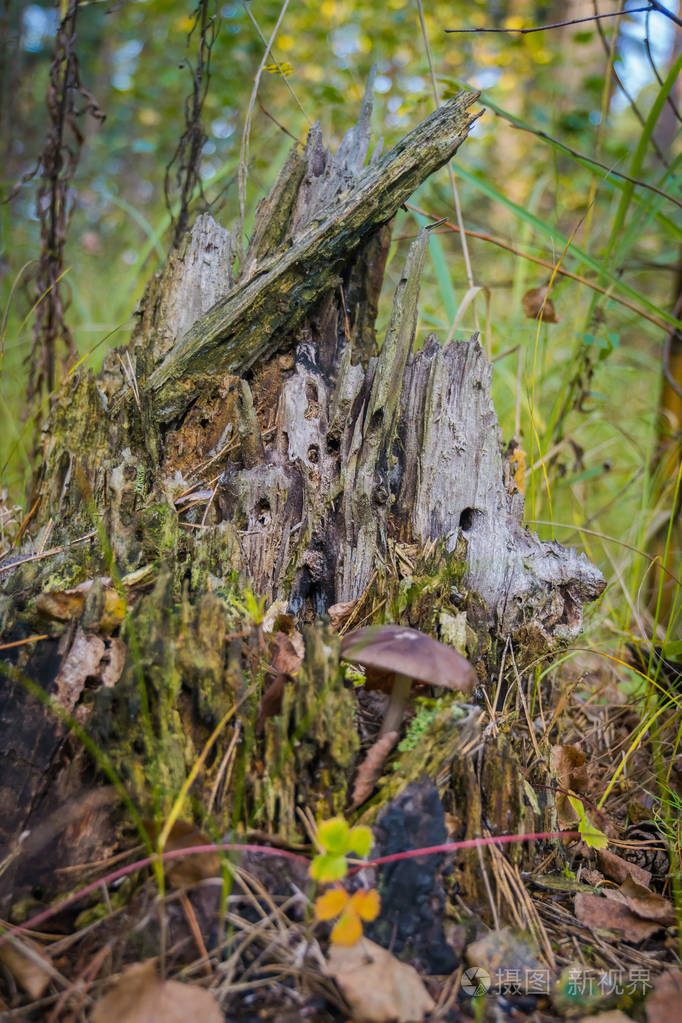 森林中的神秘树桩
