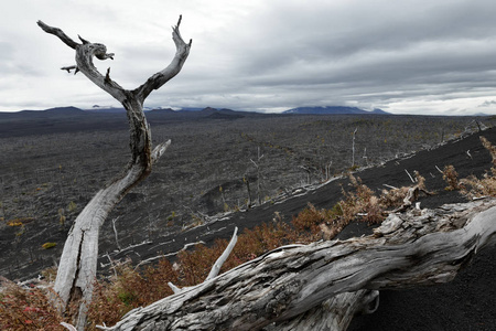 坎卡特卡半岛自然灾害:枯死的裸树照片