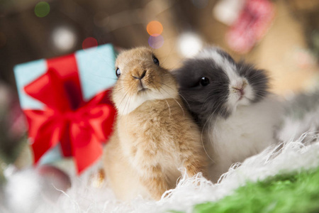 兔子和圣诞节背景