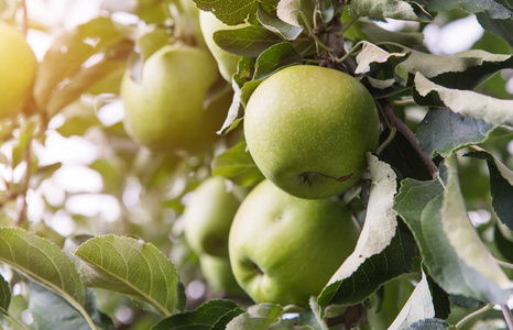 绿色苹果在果园中的一个分支的特写