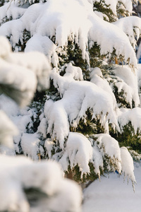 高层的雪躺在冷杉的树枝上