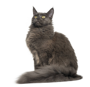 缅因州浣熊的侧面视图坐着, 8 月大, 孤立的照片