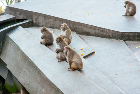 Monkeis 在阿姆斯特丹艺术动物园