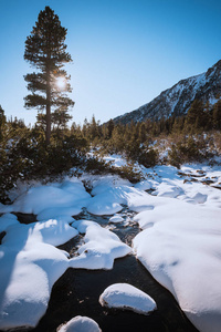 冷杉树和雪