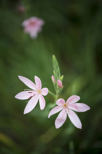 美丽的郁金香 Turkestanica 花的微距形象