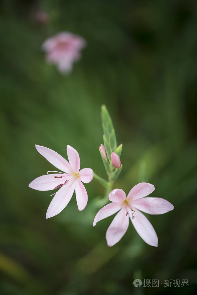 美丽的郁金香 Turkestanica 花的微距形象