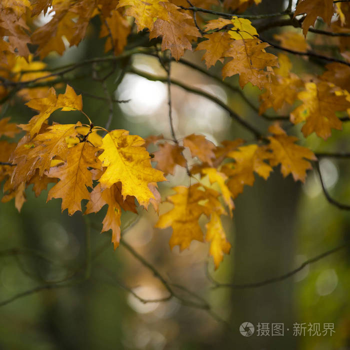 五颜六色的秋天的美丽浅的田野宏观形象