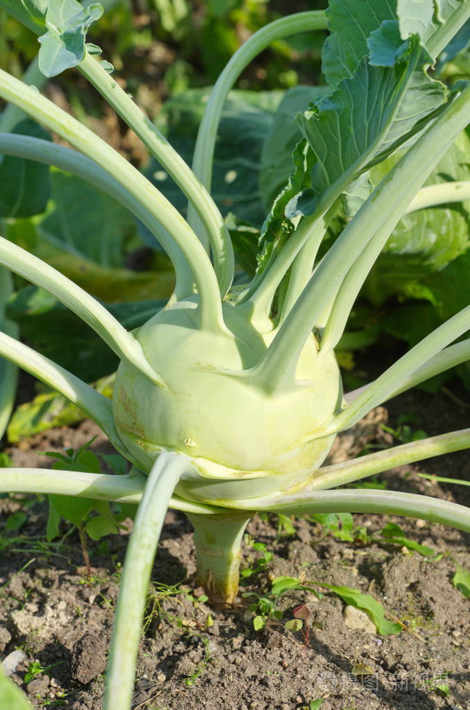 在花园里的新鲜大头菜
