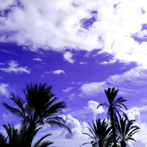 棕榈树和紫色的天空。最小的艺术设计。热带超现实主义