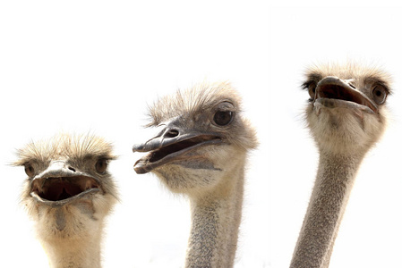 孤立在白色的鸵鸟照片