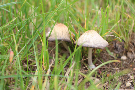 身份不明的蘑菇，在嫩绿的小草