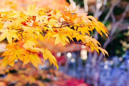 秋天树和叶子的季节