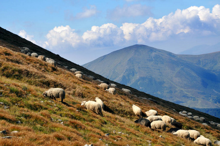 高山牧场