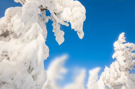 白雪覆盖的树木，在森林里