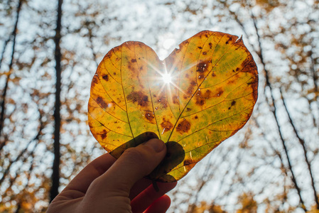 秋叶在心的形状和阳光经历图片