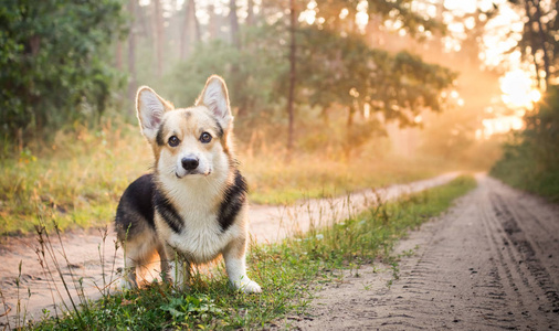 早上.雾.狗养殖威尔士犬彭布罗克在美丽的森林漫步