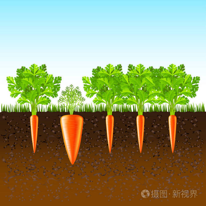 种植胡萝卜在地面矢量背景