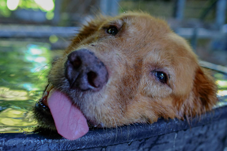 金毛猎犬关闭鼻子背景