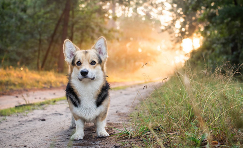 早上.雾.狗养殖威尔士犬彭布罗克在美丽的森林漫步