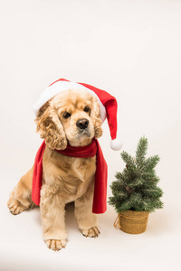 带圣诞老人帽子的美式猎犬