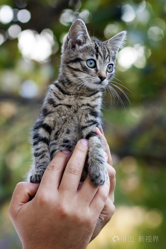 手捧着漂亮的小猫咪照片-正版商用图片0zz0n8-摄图新视界