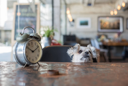 微笑西施小狗图片-微笑西施小狗素材-微笑西施小狗插画-摄图新视界