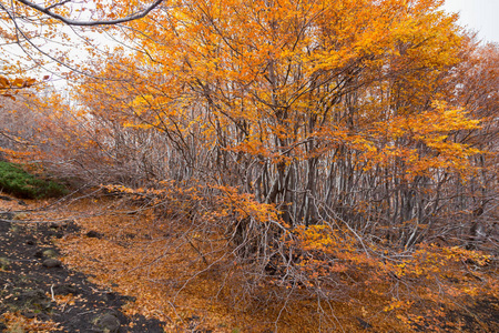 beechwood timparossa, etna 公园catania, s骨里