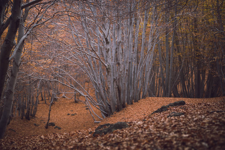 beechwood timparossa, etna 公园catania, s骨里