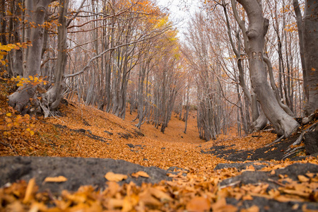 beechwood timparossa, etna 公园catania, s骨里