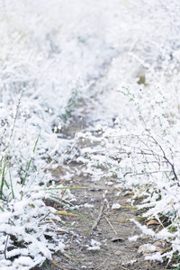 冬季风景与雪