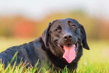 黑色拉布拉多犬的肖像