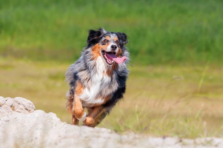 澳大利亚牧羊犬在户外跑