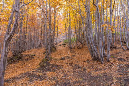 beechwood timparossa, etna 公园catania, s骨里