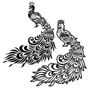 孔雀的装饰插图图片