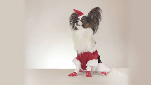 滑稽的年轻男性狗大陆玩具猎犬比在圣诞老人服装环顾四周白色背景
