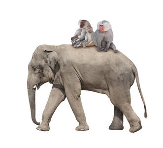 佛教猴子骑大象图片