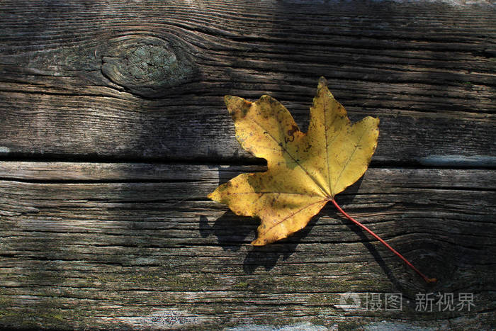 秋天季节木头和干燥的叶子