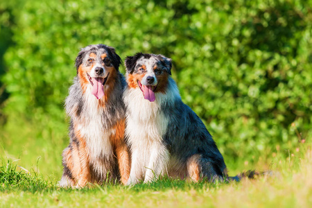 两个澳大利亚牧羊犬的画像