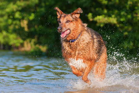 德国牧羊犬杂交贯穿水