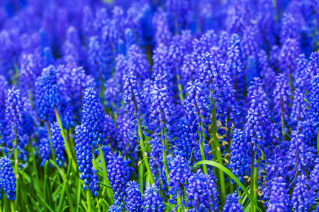 许多 muscari 蓝色花在绿色