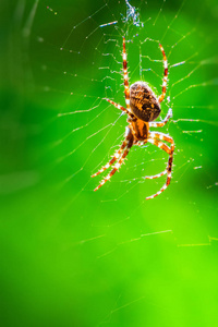 具有绿色背景的蜘蛛网上的蜘蛛