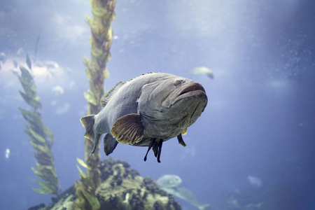 白色的石斑鱼图片