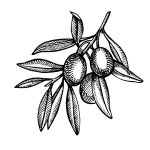 农贸市场菜单设计.有机食品海报.复古手绘素描矢量插图.线性图形照片