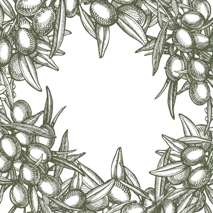 一枝成熟的橄榄, 多汁地浇上油.农贸市场菜单设计.有机食品海报.