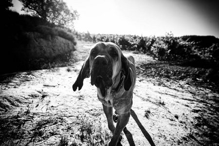 荷兰的藏獒fila 巴西狗照片