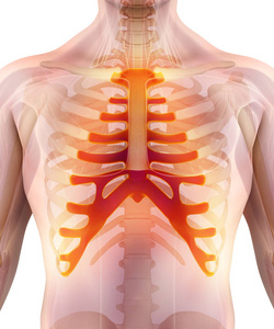 3d 胸骨图示, 医学概念