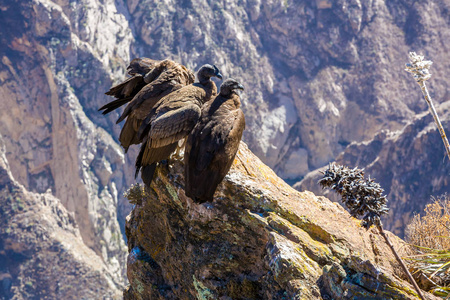 在 colca 峡谷坐，秘鲁，南美洲的三个秃鹰。这是地球上最大飞的鸟秃鹰