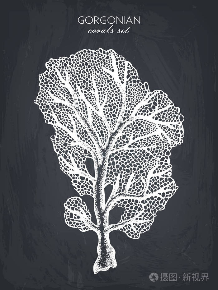 珊瑚礁珊瑚素描